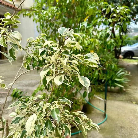 Casa Palumbo 度假居 巴科利